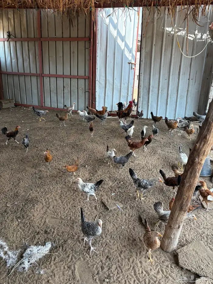 فروخ دجاج وديوك بلدي 3