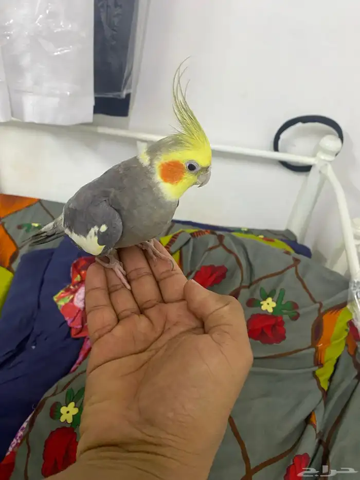 بغبغاء كوكتيل لايف العمر8شهور 0