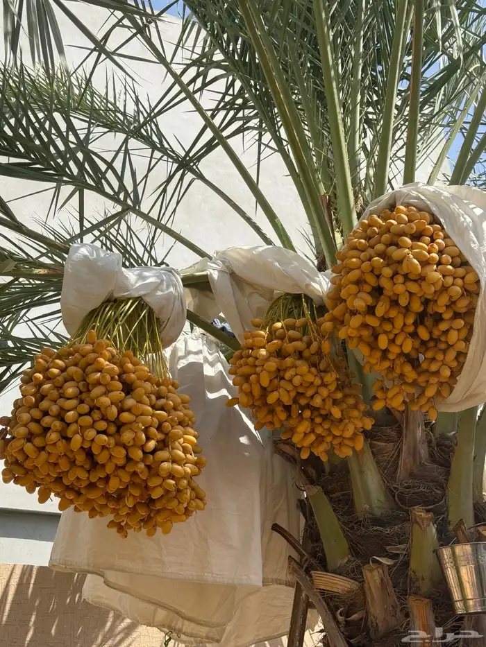 نخلة نقيلة النوع مصيفة 1