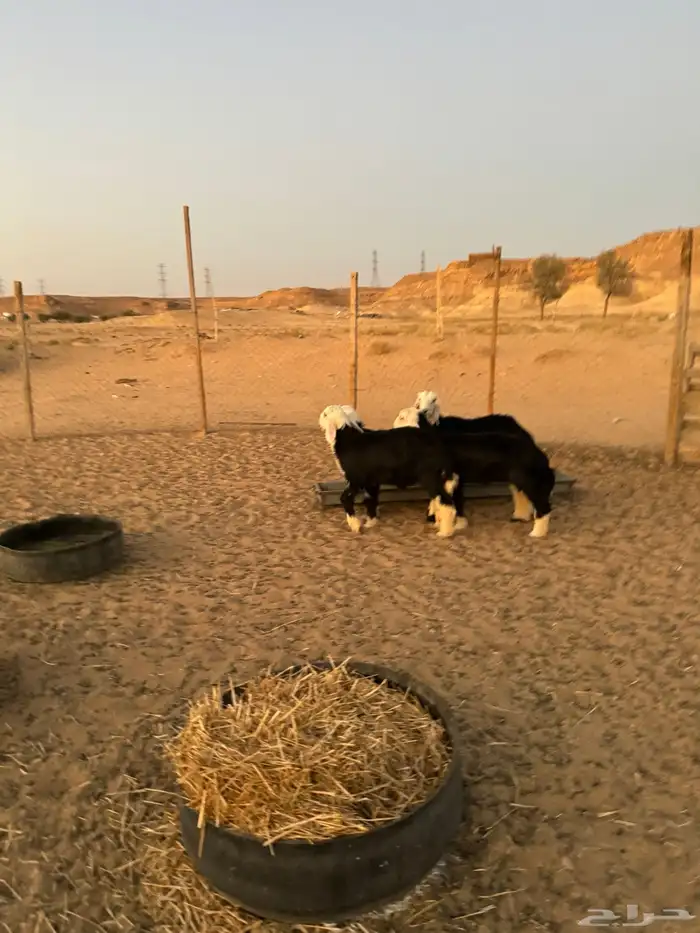 خروفين ورخلين طيبات 0