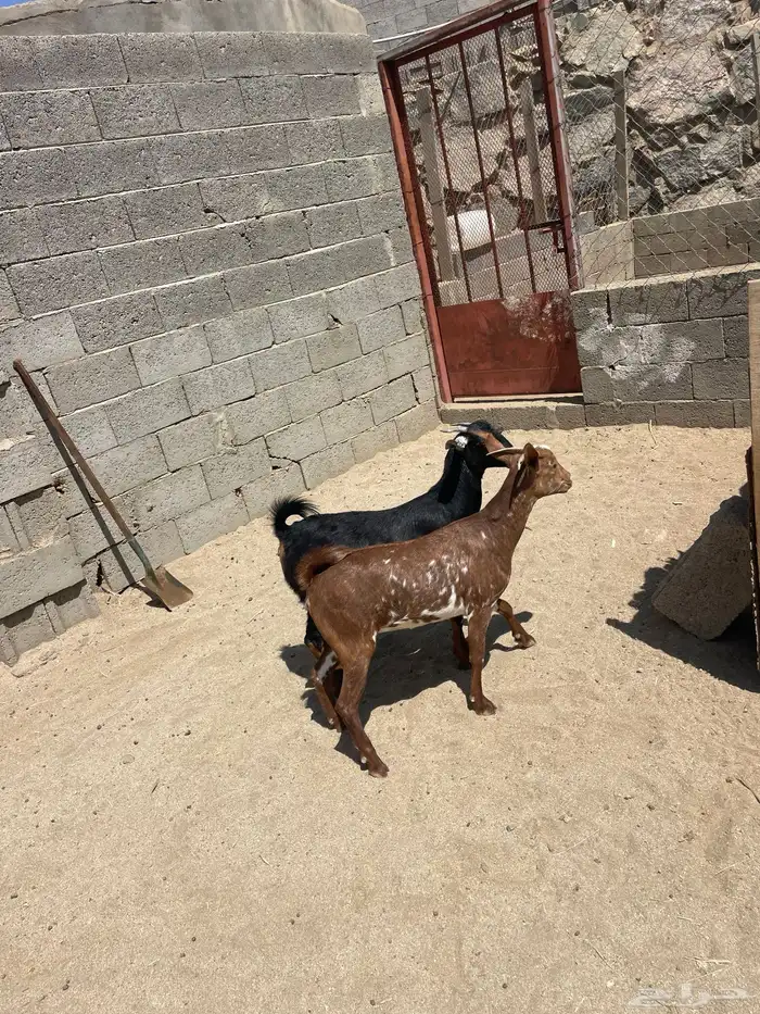 معزا دهم 2
