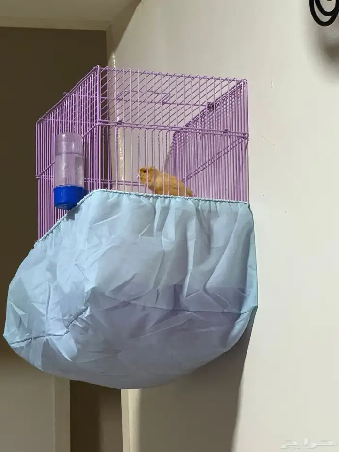 كناري سوري عل شرط تغريد 0