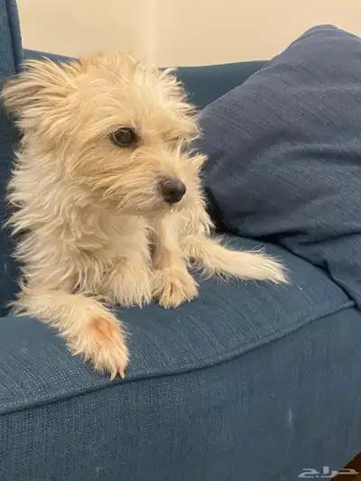 كلب للبيع أليف جدا  جدا  ويسمع الكلام مررره index