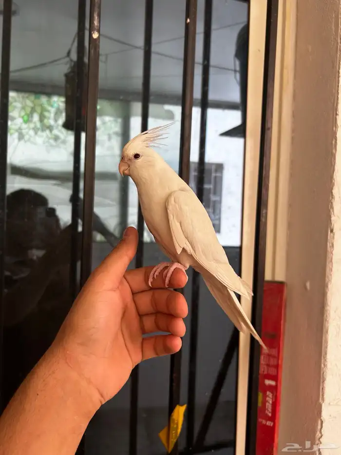 ذكر كروان البينو عيون حمر اليف و هدد و متكلم 0