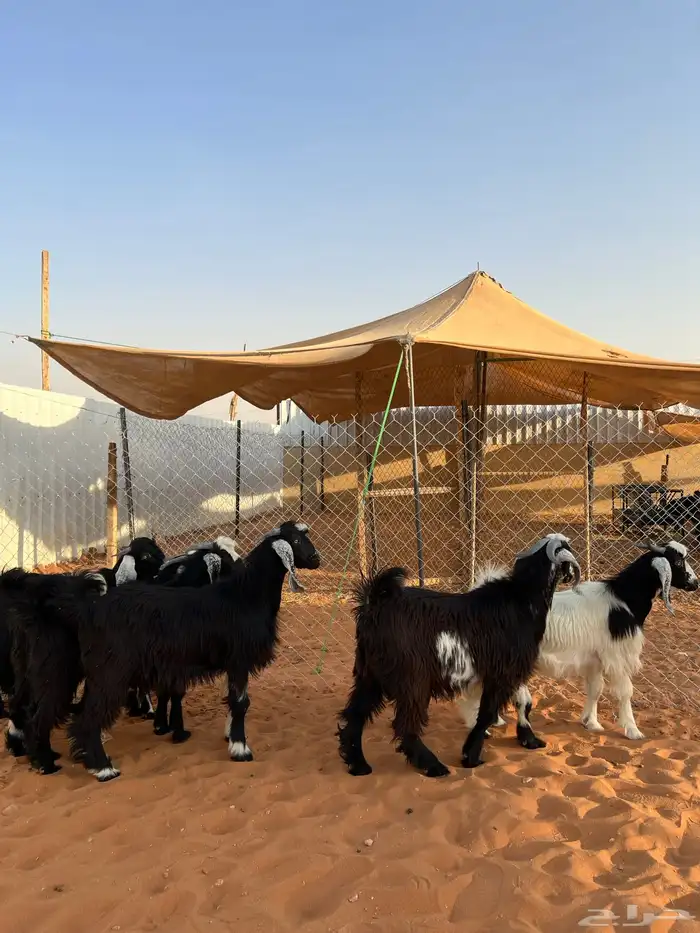 تيوس مخاصي شحم 2