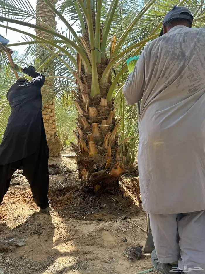 نخل مثمر أسعار وجوده 1