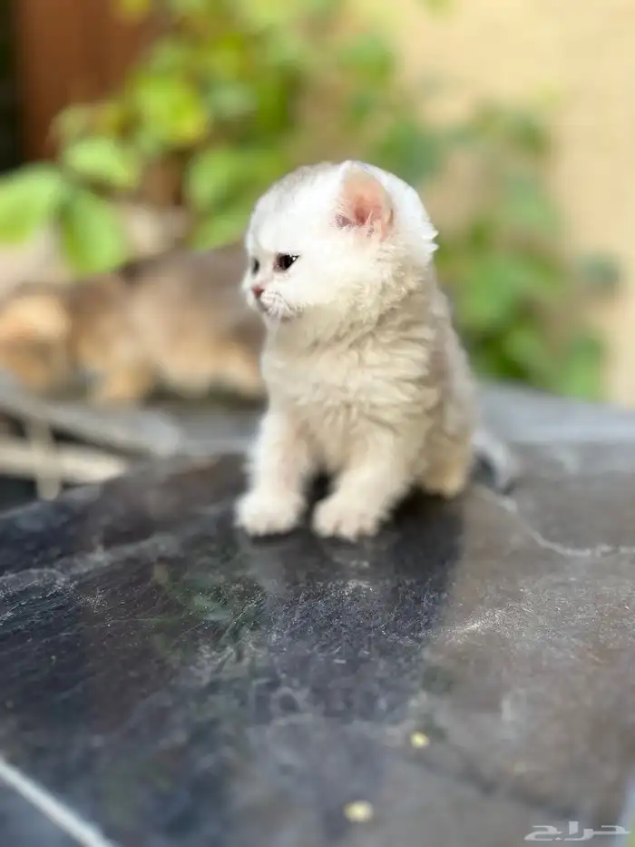 سكوتش ستريت بيور بريتش 3