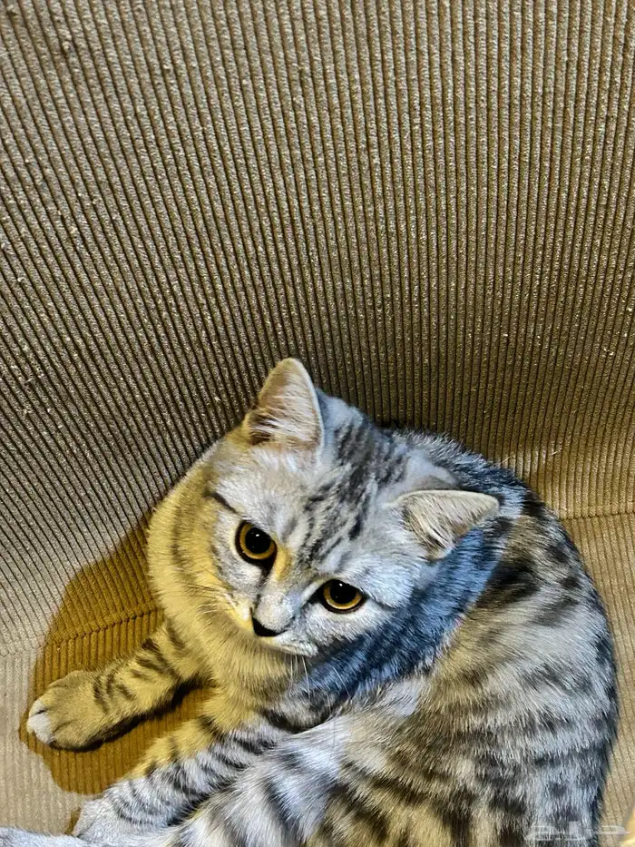 قطه انثى للبيع 1