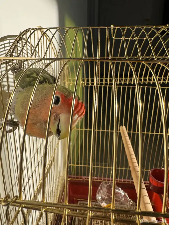 ببغاء روز 2