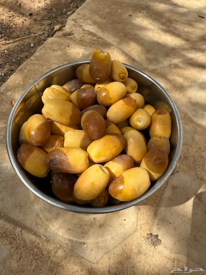 نخلة نقيلة النوع مصيفة 3