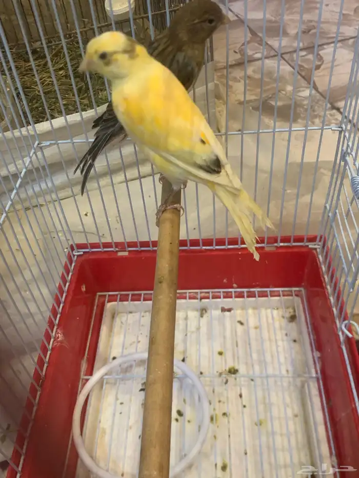 كناري سوري 1