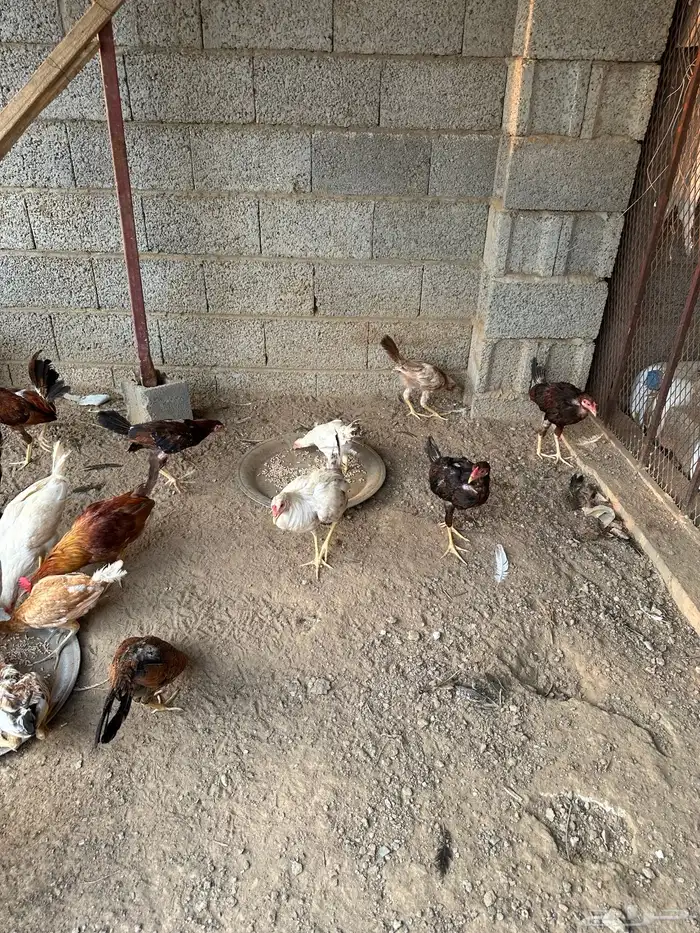 دجاج وديوك لبيع 3
