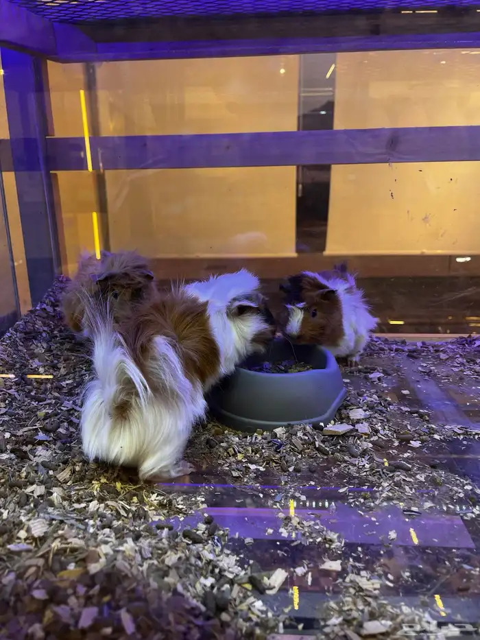 أرانب منزليه اليفه 6