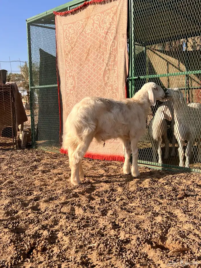 خروف عيسي 2