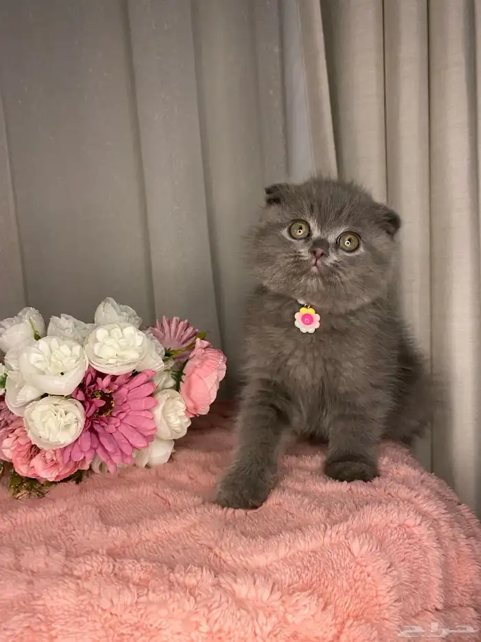 سكوتش تربل فولد للبيع 2