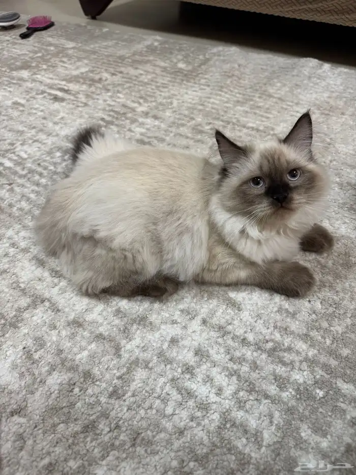 قطط هيملايا 0
