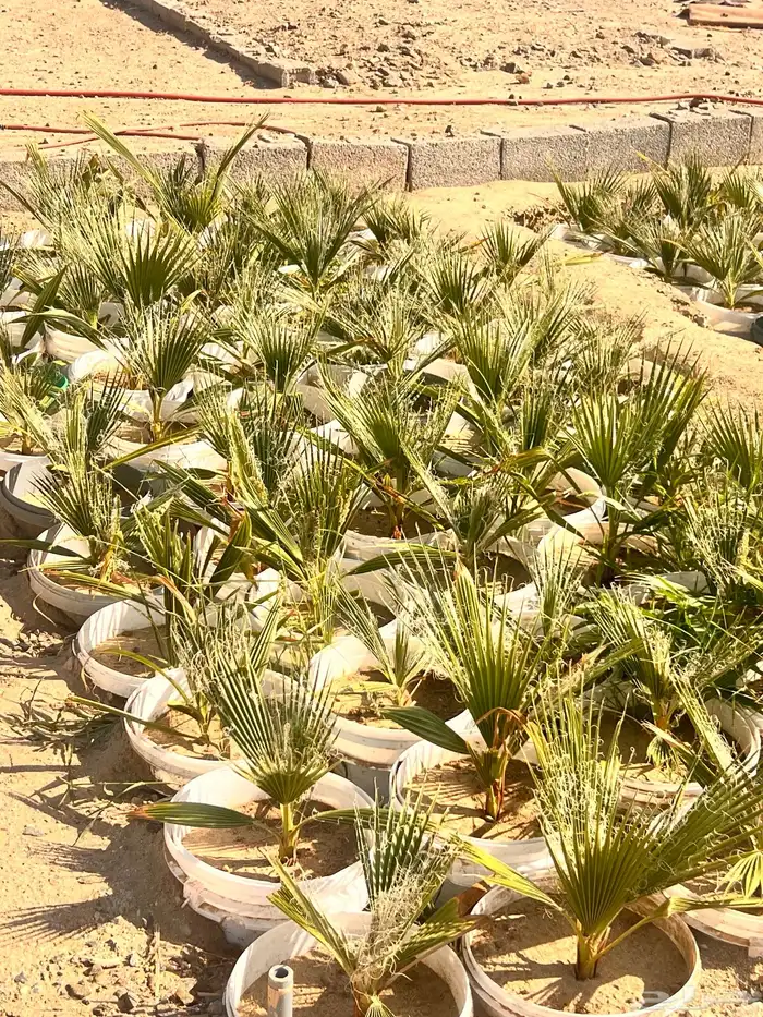 فرصه استثمارية زراعيه ( نخيل واشنطونيا جمله ) 6
