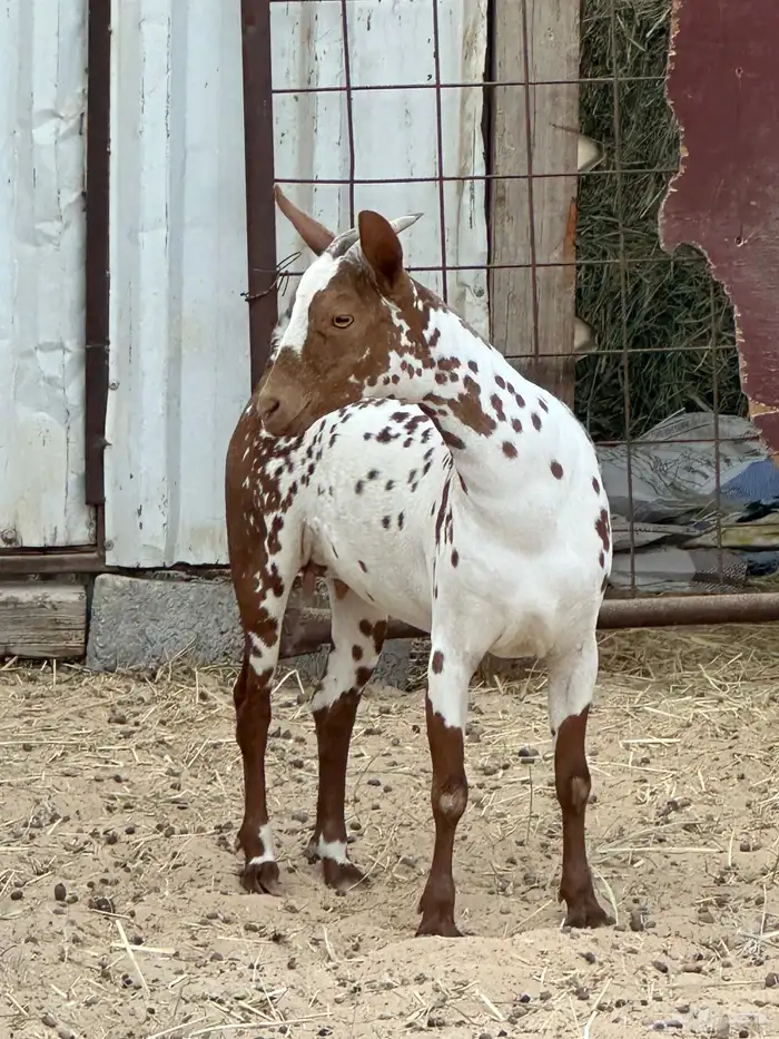 ماعز عمانية درجه ثالثه 0