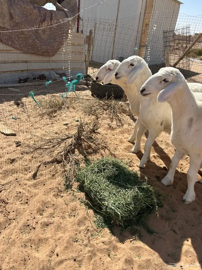 رخال صنف تم البيع 1