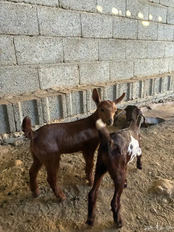 معزا متابيع 5