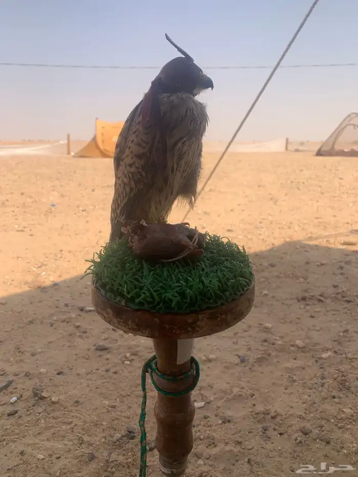 باشق طرح اليوم 0