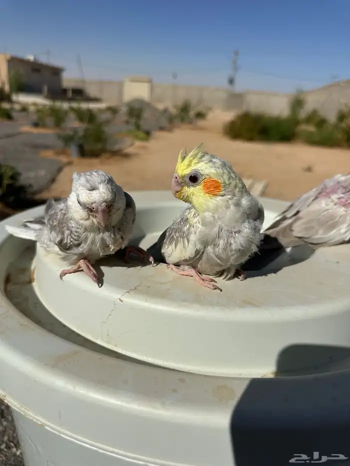 فروخ كروان 1