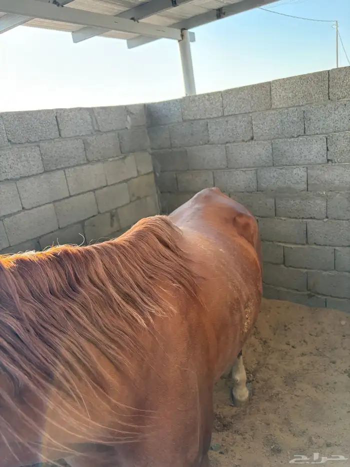 حصان واهو للبيع معسوف 6