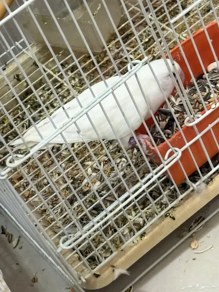 جوز روز 4