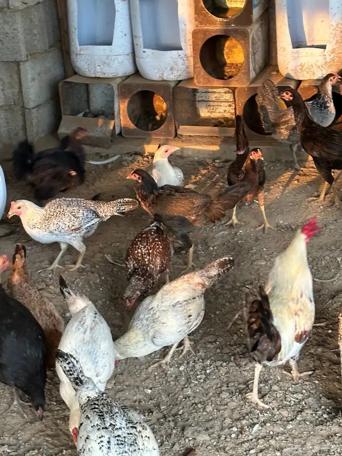 دجاج وديوك لبيع 2