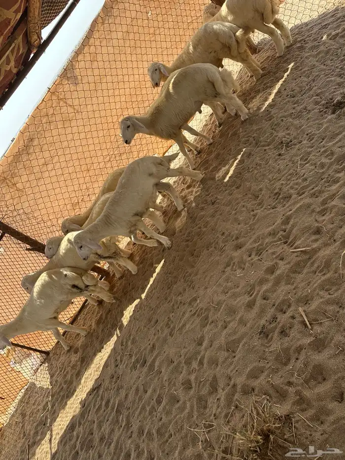 طليان 2