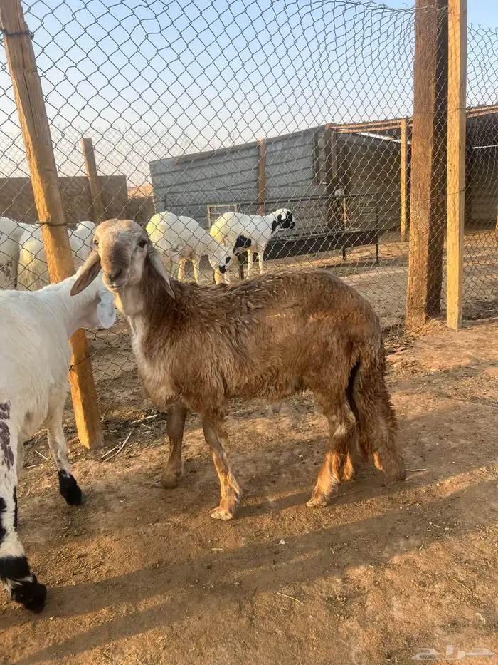 سواكن جبر وفاخر ومرابي 4شهور 10