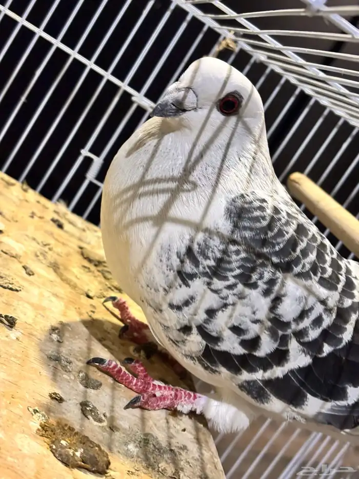 للبيع حمام زاجل 3