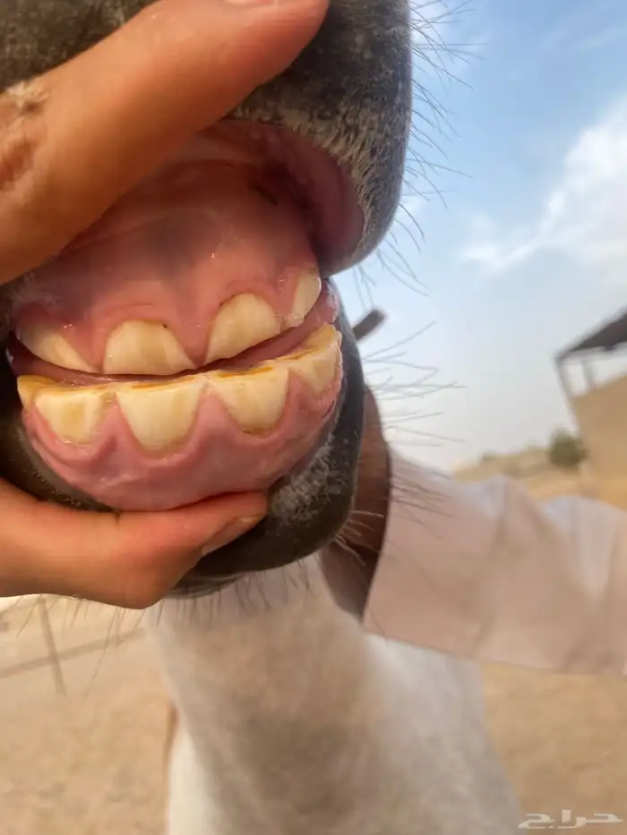 مهره 1
