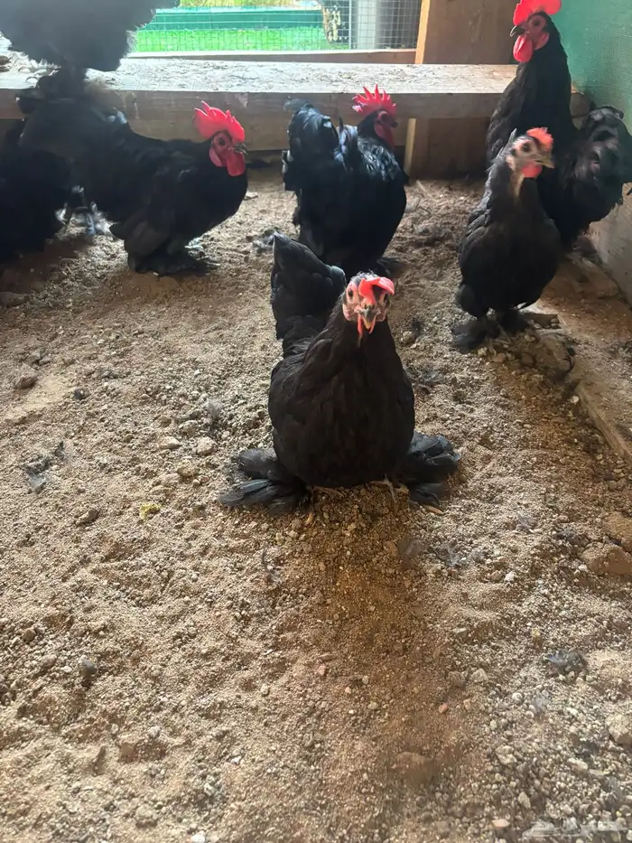 للبيع دجاج وديوك كوشن 0