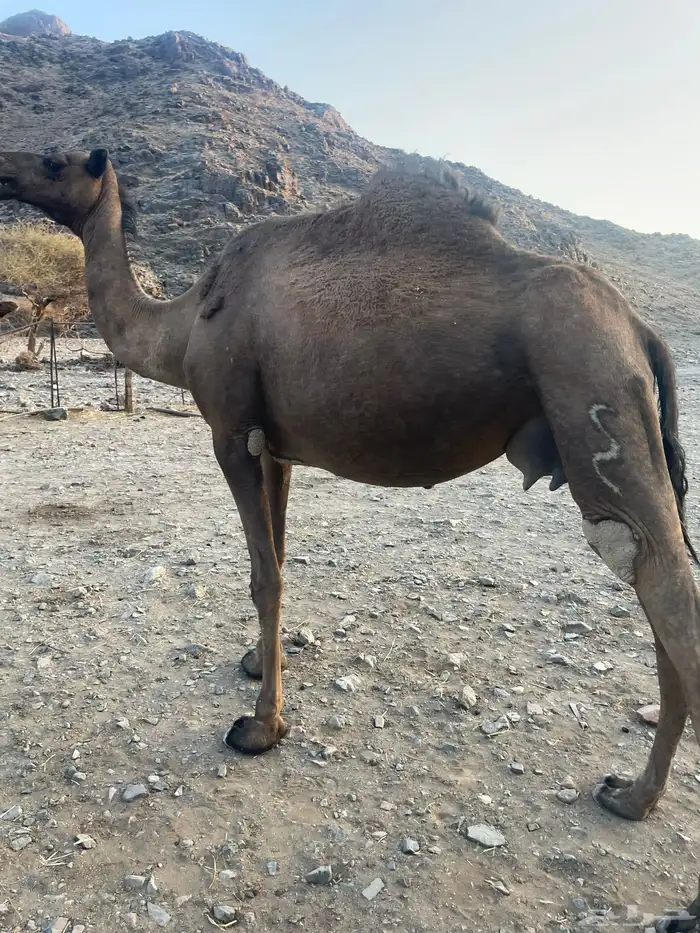للبيع ناقه خلفاء طيبه 0