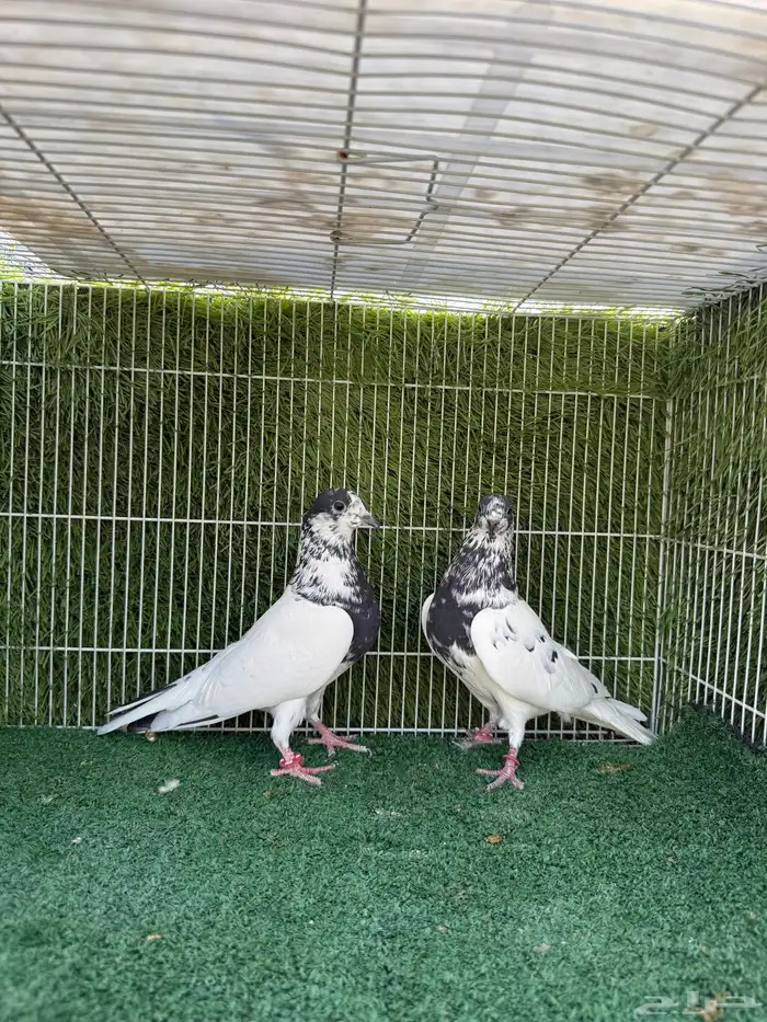 زوج بانتيز 4