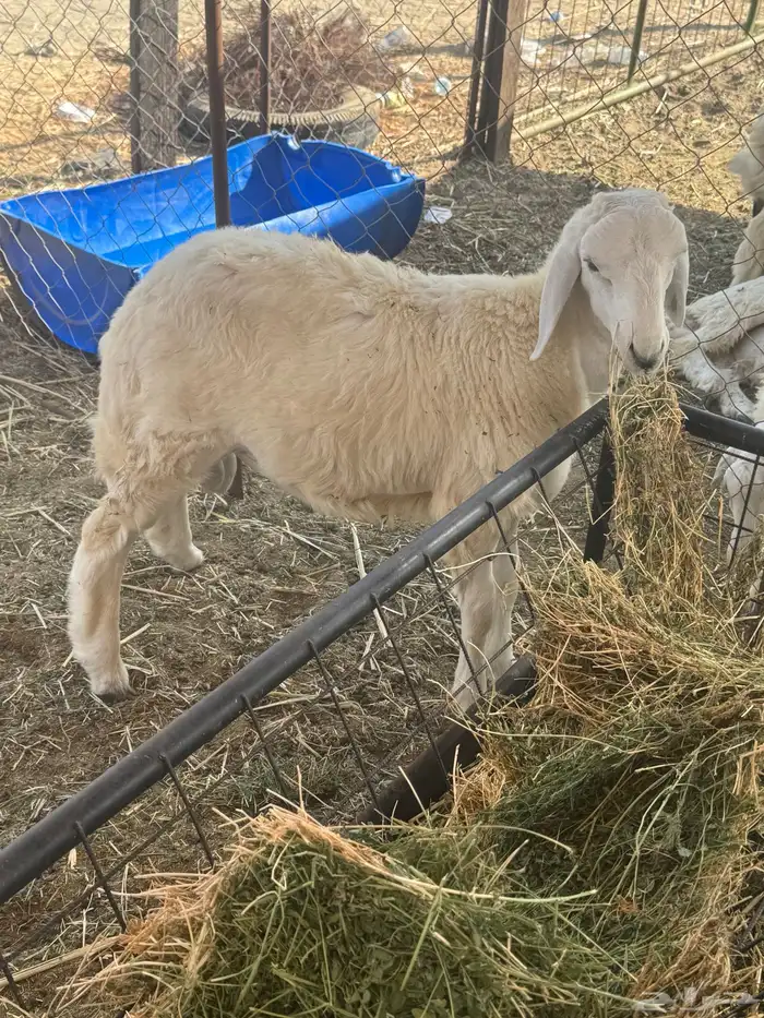 طلي حري تم البيع 0