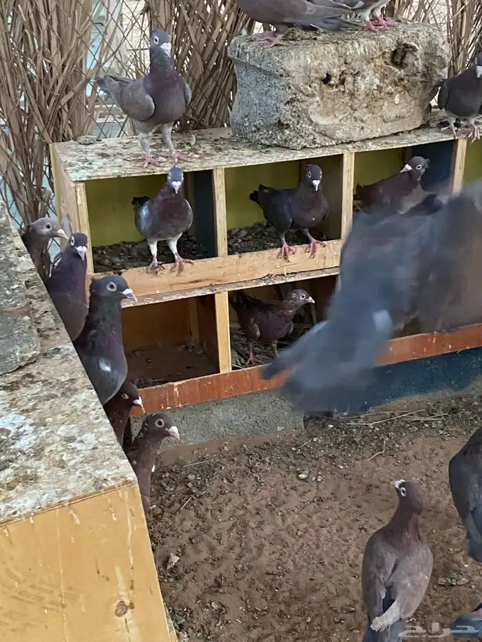 حمام زاجل أحمر مقنبر 0