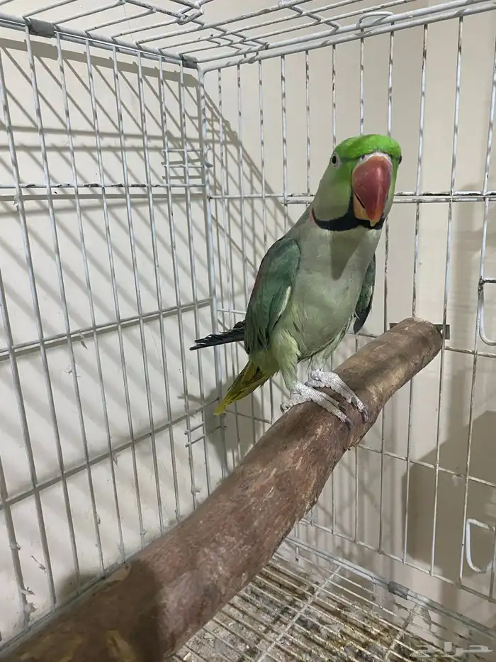 زوج دره نيبالي 4