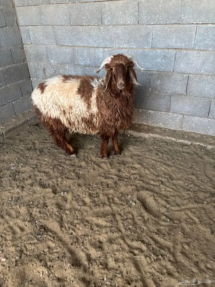 خرفان طيبات 0