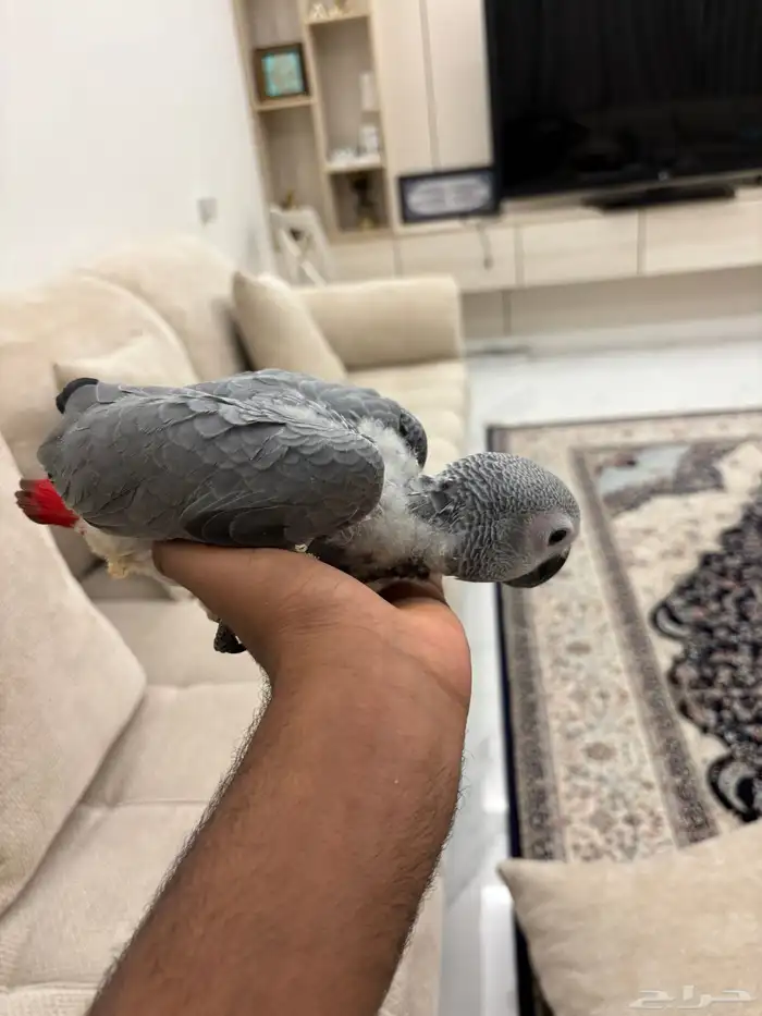 للبيع فرخ كاسكو افريقي 2