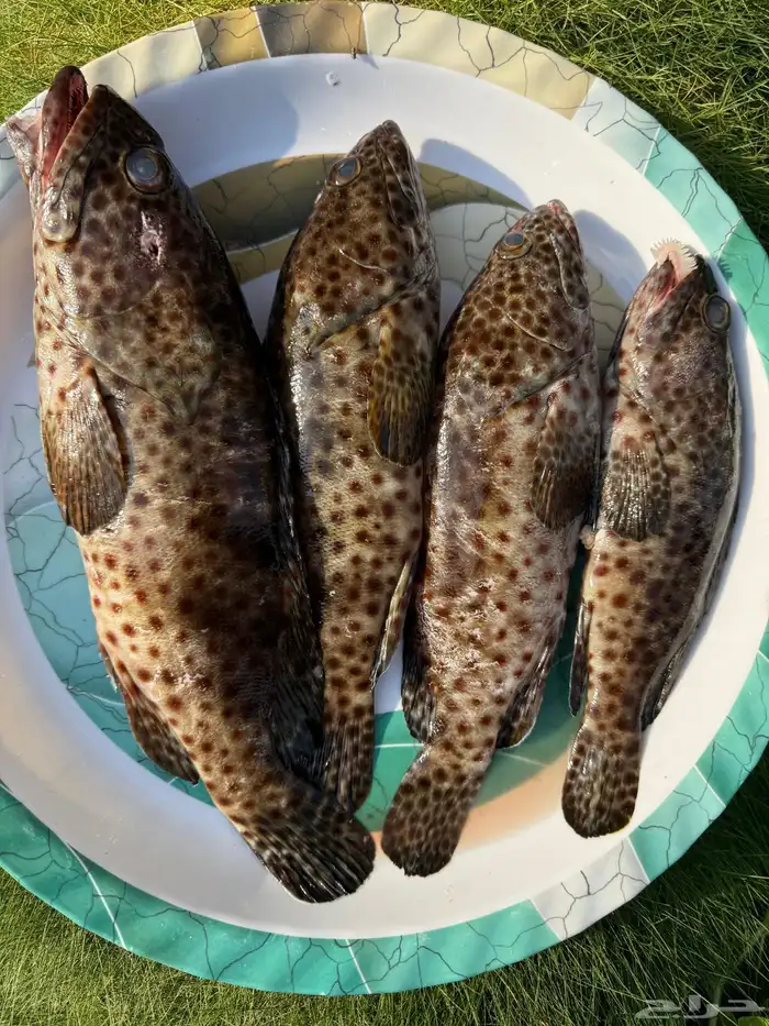 سمك بحري بالشكه 2