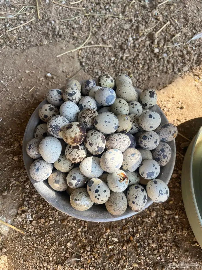 بيض سمان 0