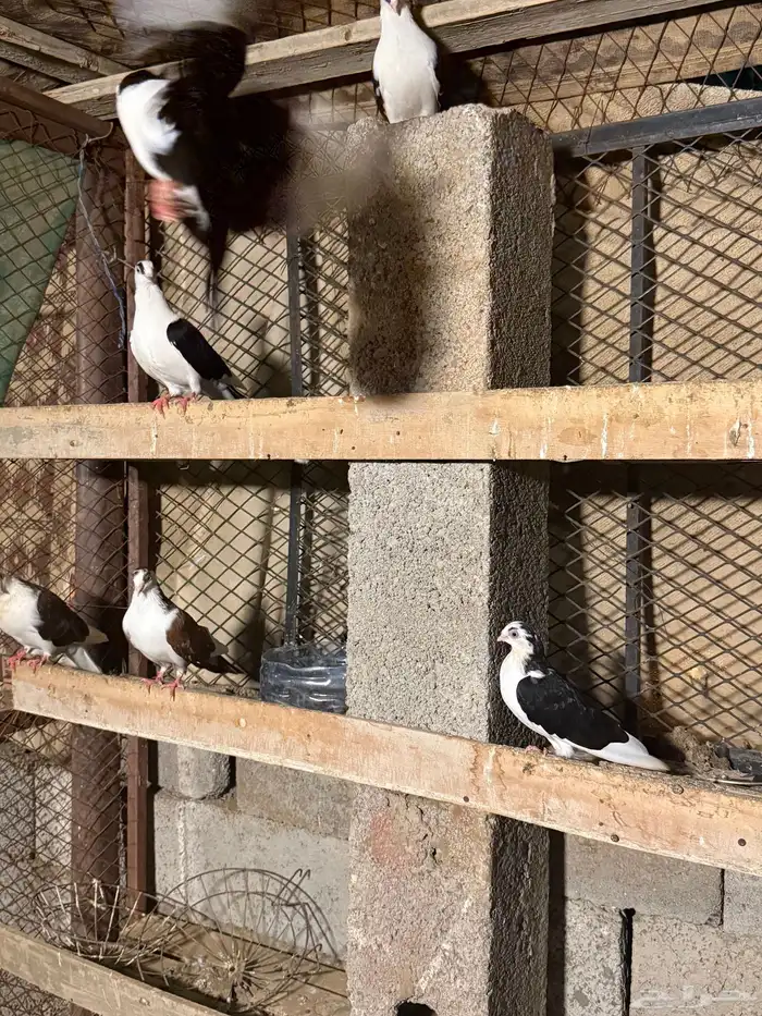 حمام جلستر أزواج 3
