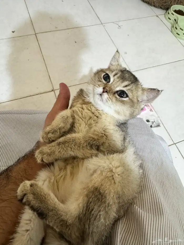 قطه سكوتش للبيع 0