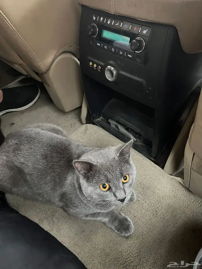 قط بريطاني للبيع ب800 العمر سنه و3 شهور فئ الاحساء 3