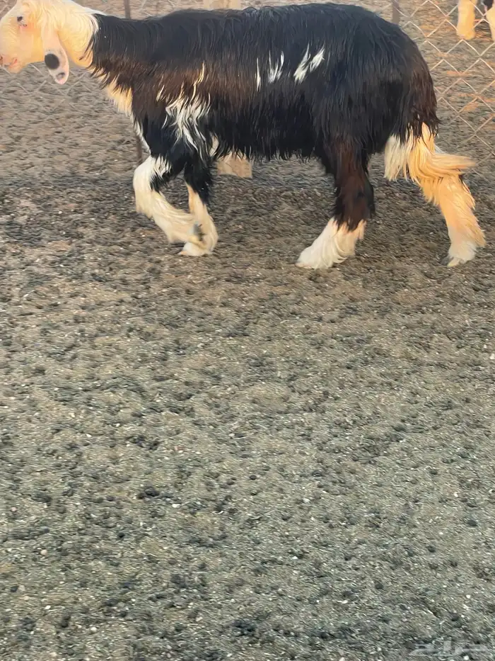 خروف فحل مشروط وموثق فيديو عمره 8شهور 0