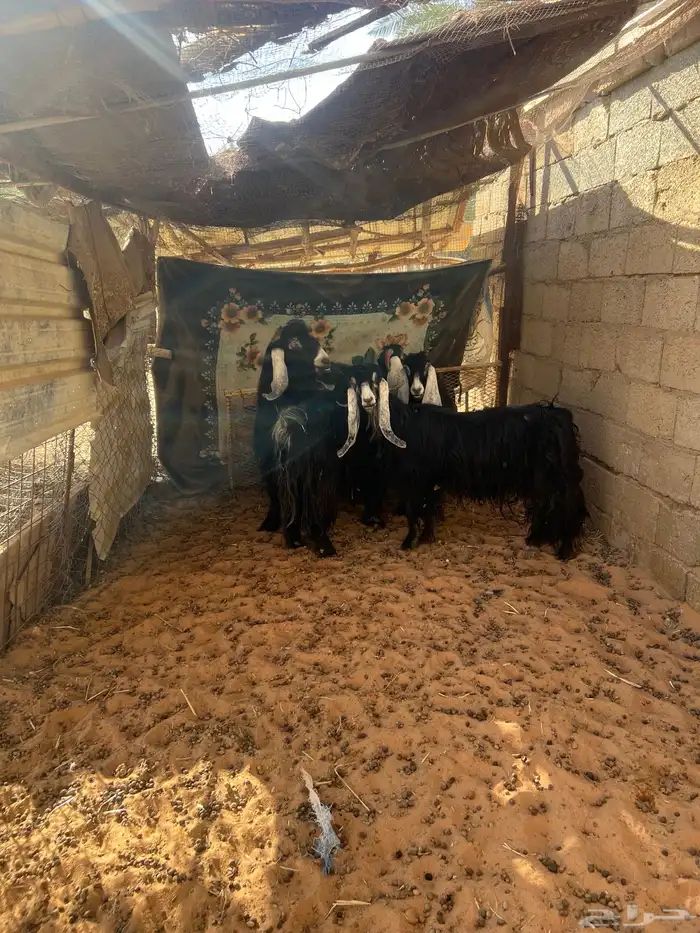 معزا عوارض بفحلها 0