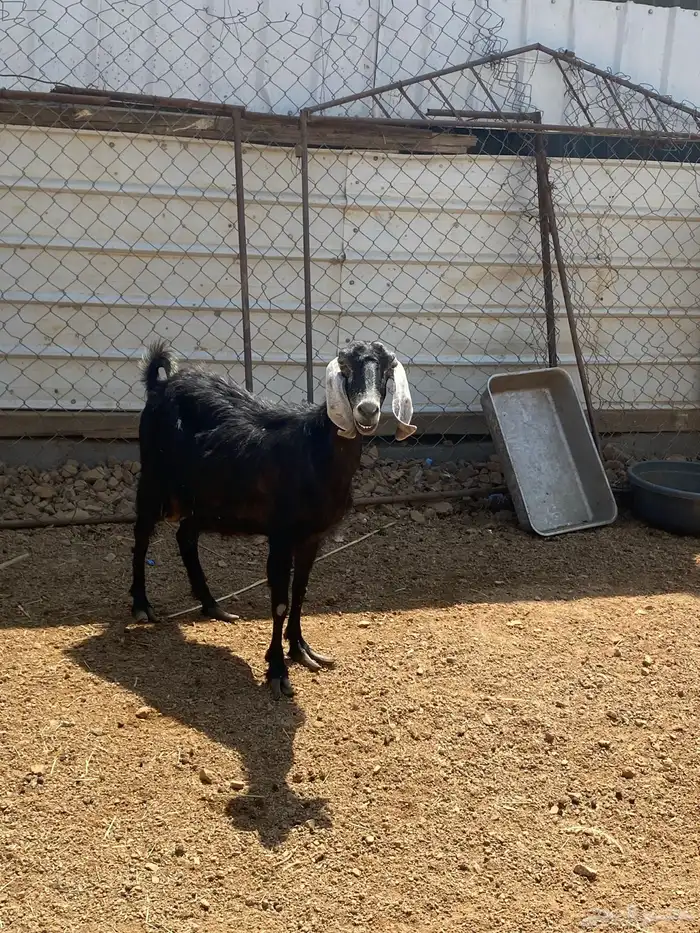 معزاء للبيع 3