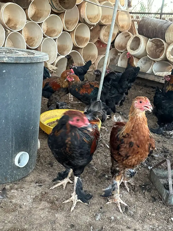 للبيع دجاج براهما 3